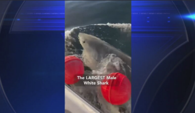 Largest great white shark ever recorded in Atlantic spotted near Port St. Lucie - WSVN 7News | Miami News, Weather, Sports