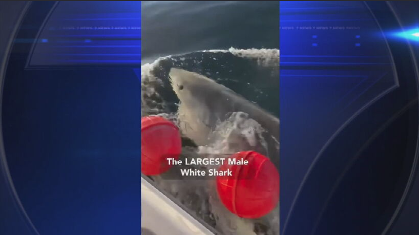 Largest great white shark ever recorded in Atlantic spotted near Port St. Lucie - WSVN 7News | Miami News, Weather, Sports
