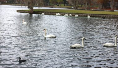 Residents push for changes after Lake Eola swan deaths