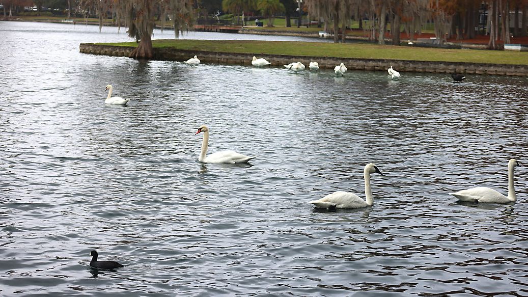 Residents push for changes after Lake Eola swan deaths