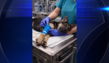 Scammer uses fake photo of lost puppy to swindle owners out of nearly $2K in St. Petersburg - WSVN 7News | Miami News, Weather, Sports