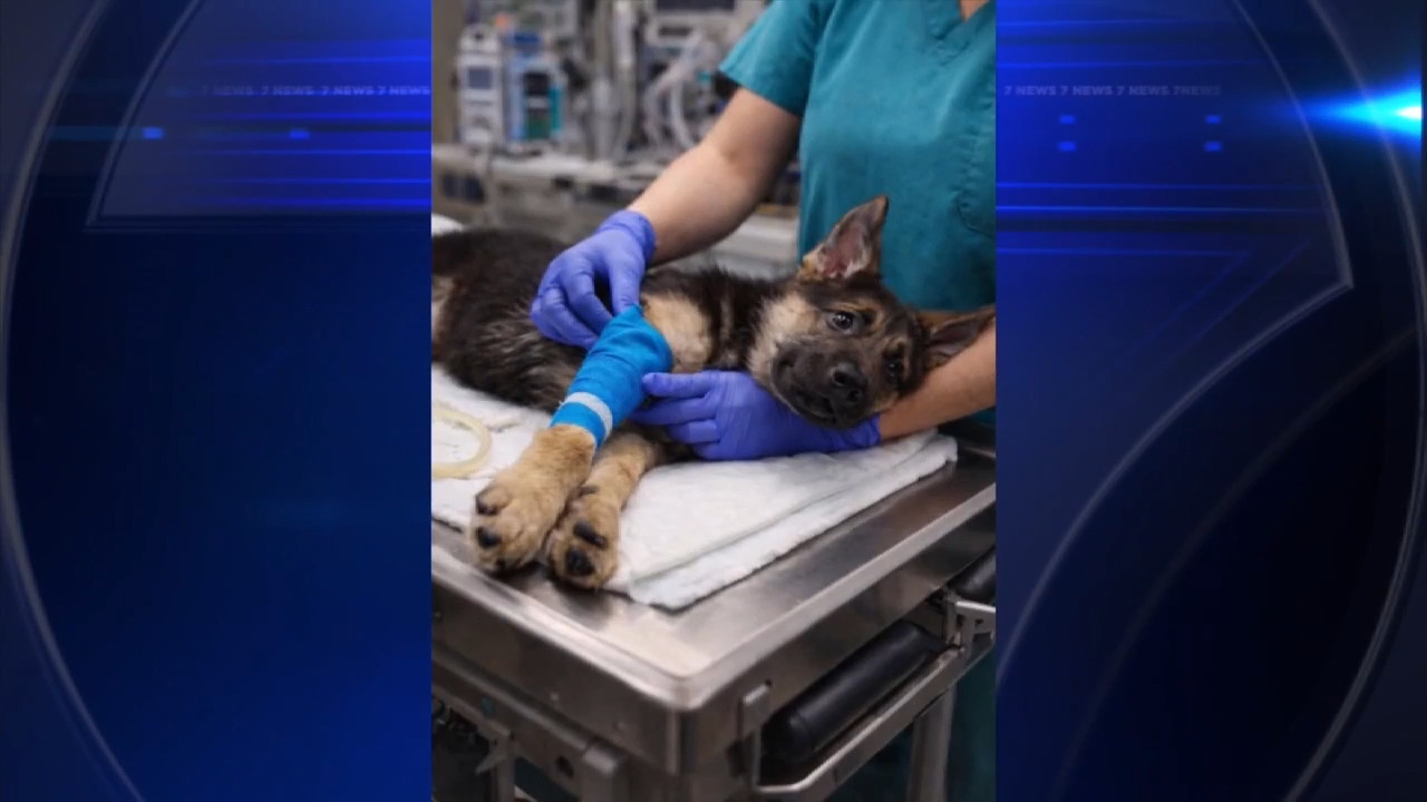 Scammer uses fake photo of lost puppy to swindle owners out of nearly $2K in St. Petersburg - WSVN 7News | Miami News, Weather, Sports
