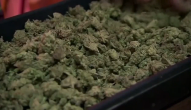 State Attorney General’s Office widens probe into alleged fraudulent signatures supporting marijuana initiative - WSVN 7News | Miami News, Weather, Sports