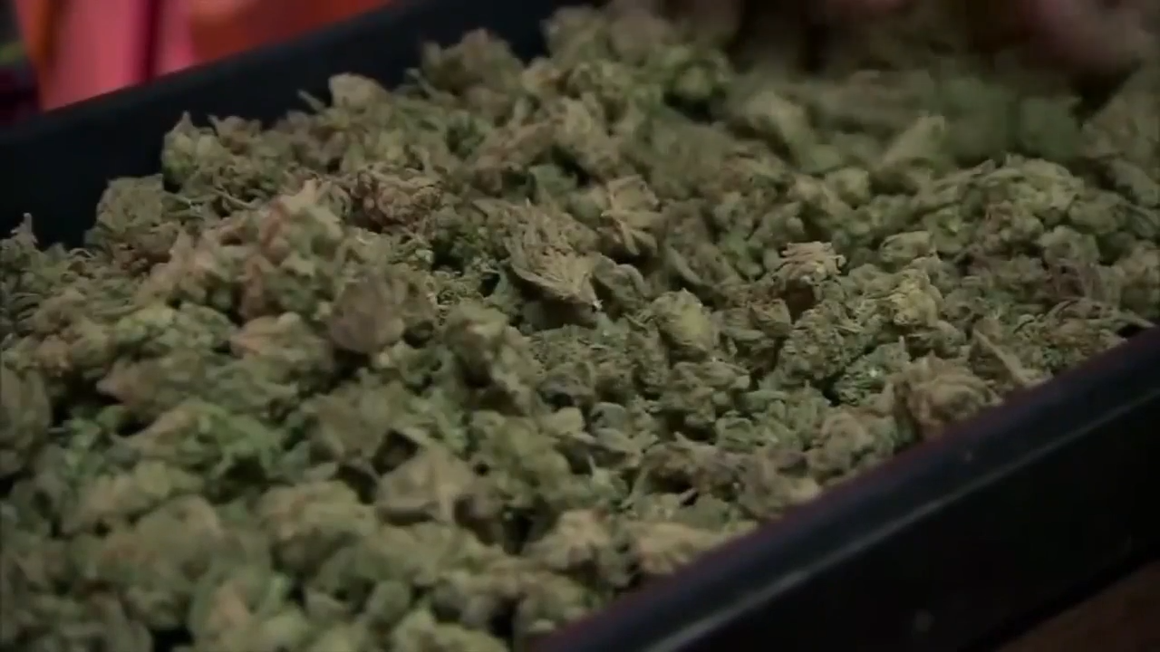 State Attorney General’s Office widens probe into alleged fraudulent signatures supporting marijuana initiative - WSVN 7News | Miami News, Weather, Sports