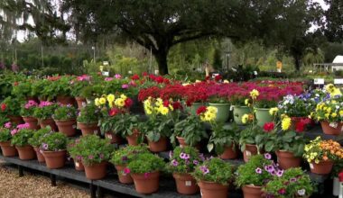 How to protect your plants during Florida's cold snaps