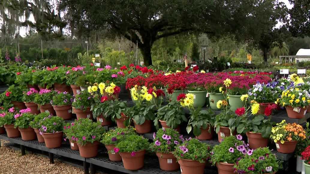 How to protect your plants during Florida's cold snaps