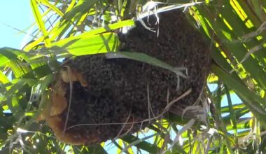 Bee removals increase in Cape Coral as experts advise caution