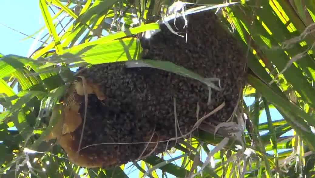 Bee removals increase in Cape Coral as experts advise caution