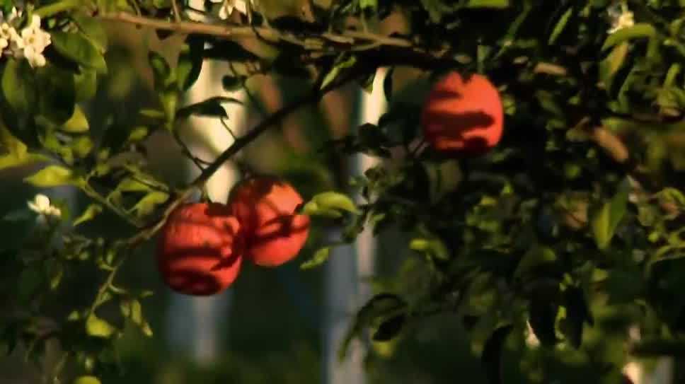 Citrus farmers in Clermont prepare for hard freeze in Florida