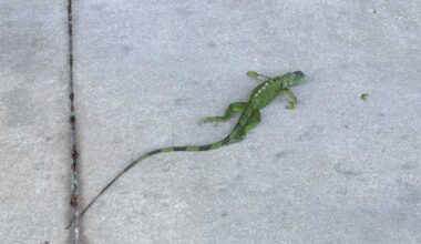 Florida allows temporary removal of cold-stunned green iguanas