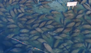 Florida manatees flock to warm springs as cold temperatures hit state