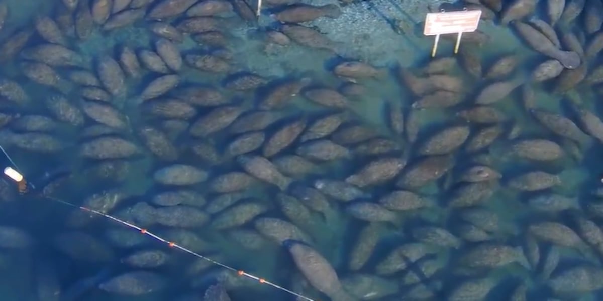 Florida manatees flock to warm springs as cold temperatures hit state