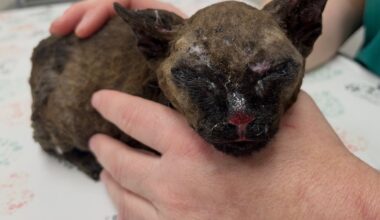 SPCA Florida gives specialized care to kittens burned in a house fire