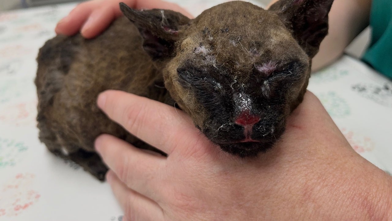 SPCA Florida gives specialized care to kittens burned in a house fire
