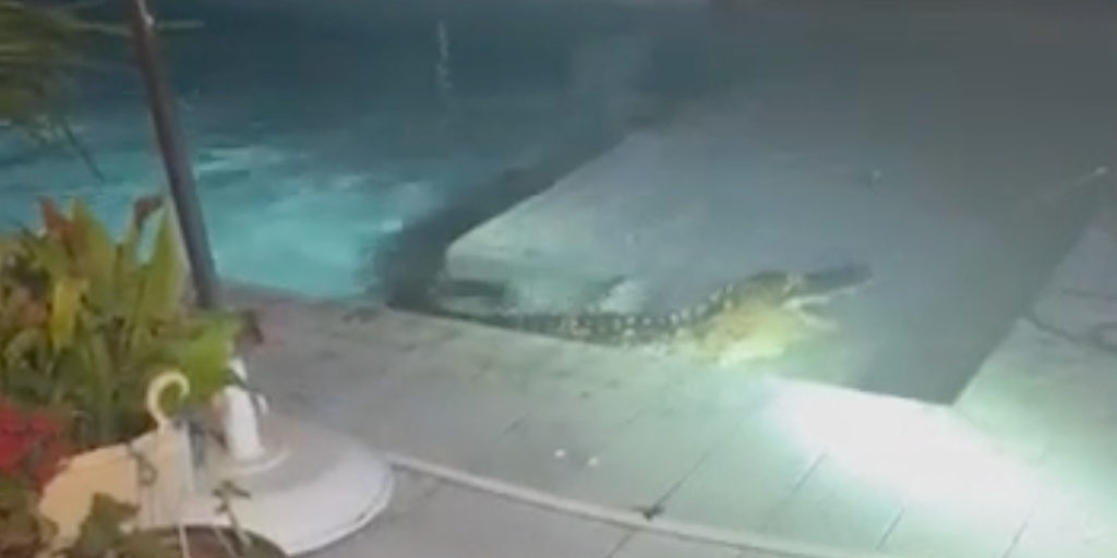 VIDEO: Alligator wrangled from late-night swim in Florida pool