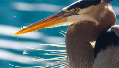 Deadline nearing for refuge’s photo contest - SANIBEL-CAPTIVA