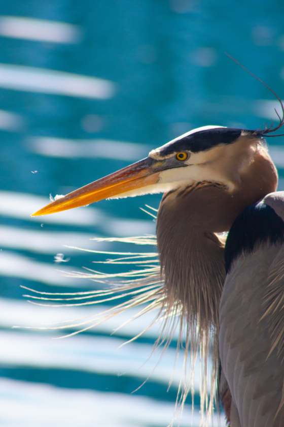 Deadline nearing for refuge’s photo contest - SANIBEL-CAPTIVA