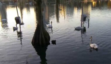 Orlando officials confirm avian flu responsible for 19 swan deaths at Lake Eola Park