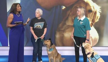 Volunteer-raised service, therapy dogs to greet Bills fans at JAX ahead of game