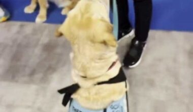 Service and therapy dogs to greet Bills fans at JAX ahead of game