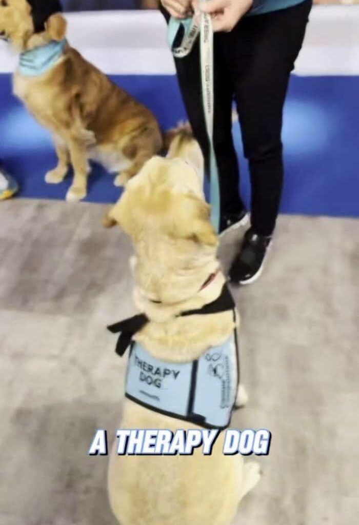 Service and therapy dogs to greet Bills fans at JAX ahead of game