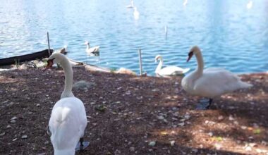 ‘Try to minimize the spread:’ Nearly 30% of Lake Eola swans dead from bird flu