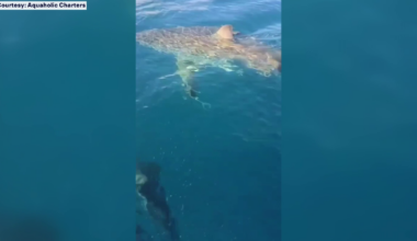 Great white shark surfaces off Venice coast near charter captain’s boat: ‘Just crazy’