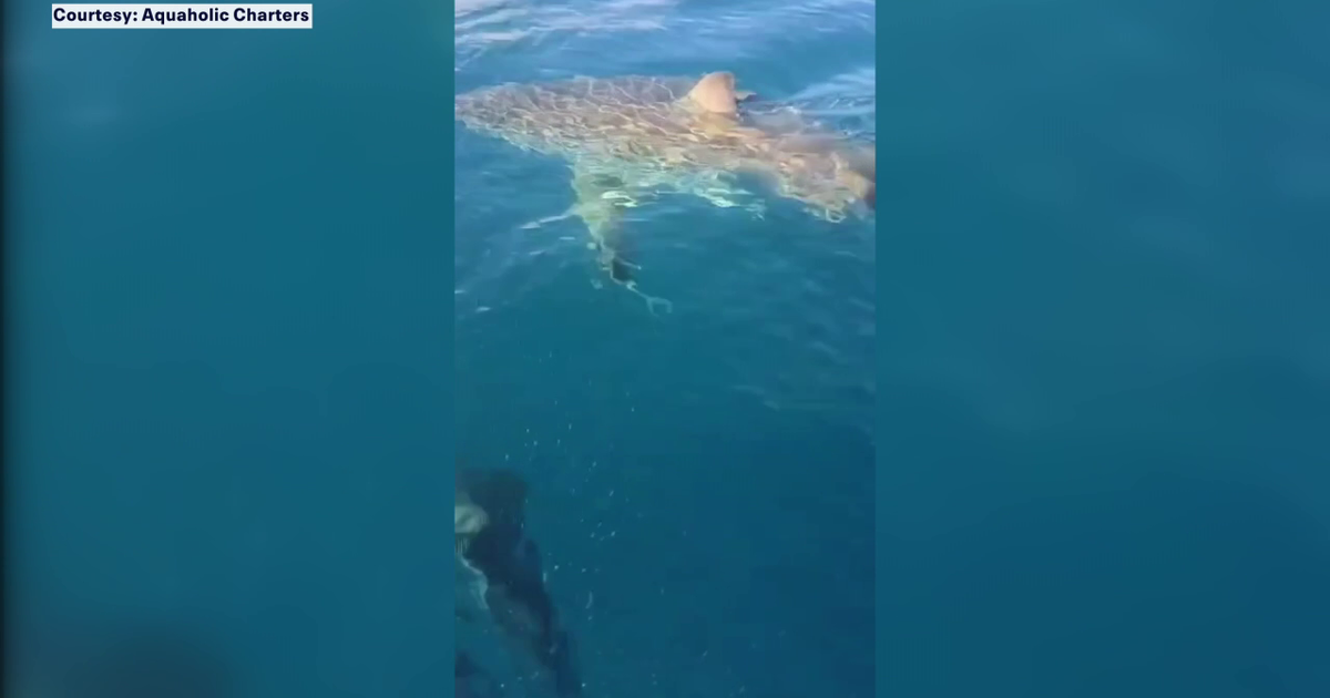 Great white shark surfaces off Venice coast near charter captain’s boat: ‘Just crazy’