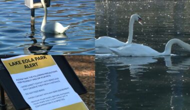 Bird flu outbreak at Orlando's Lake Eola: Death toll rises to 32