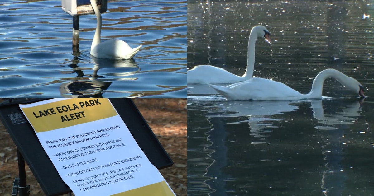 Bird flu outbreak at Orlando's Lake Eola: Death toll rises to 32