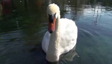 Avian flu confirmed in 26 swan deaths at Lake Eola Park, Orlando officials say
