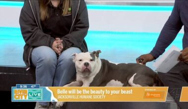 The Beautiful Belle needs a furever Home