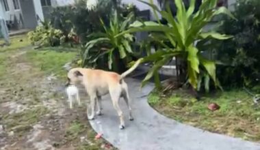 Dog shot by officer after killing homeowner’s rabbit in Fort Lauderdale