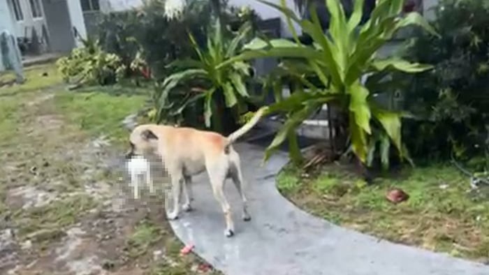 Dog shot by officer after killing homeowner’s rabbit in Fort Lauderdale