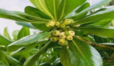 Master Gardeners to offer program on invasives - SANIBEL-CAPTIVA