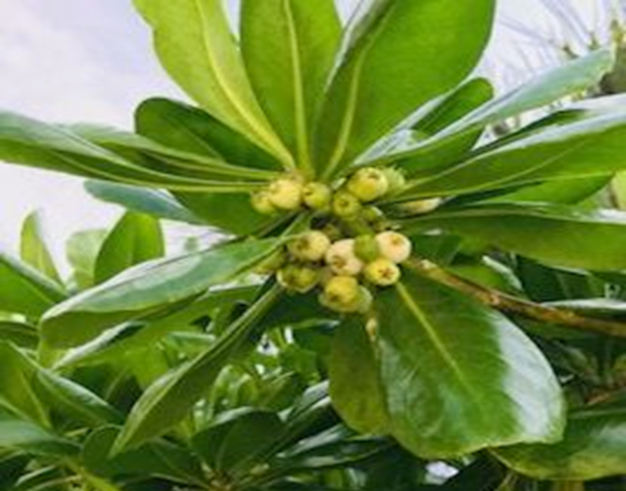 Master Gardeners to offer program on invasives - SANIBEL-CAPTIVA