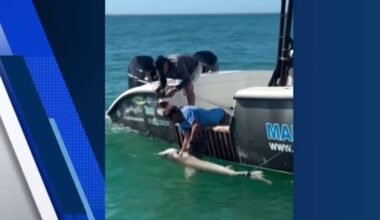 Florida deputies save shark trapped in buoy line