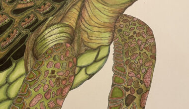 SCAL, SCCF call to artists - SANIBEL-CAPTIVA