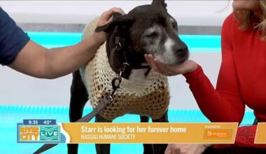 Starr is looking for a furever home to spend her golden years