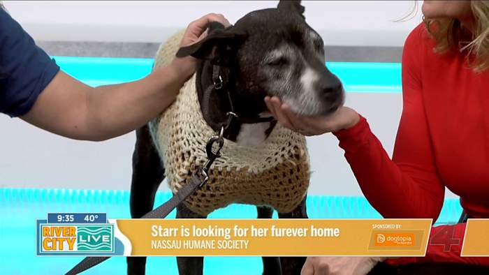 Starr is looking for a furever home to spend her golden years