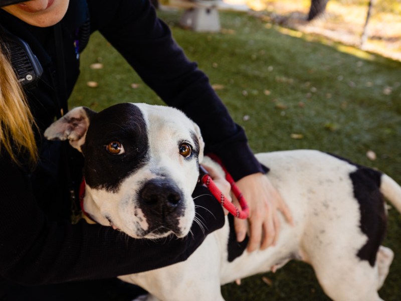 Sweet, chubby adoptable dog Chaica has spent too much of her life in the shelter
