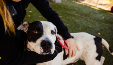 Sweet, chubby adoptable dog Chaica has spent too much of her life in the shelter