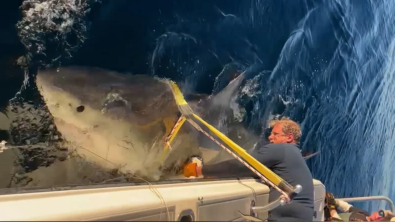 Atlantic's largest great white shark, named Contender, returns to Florida waters after a year