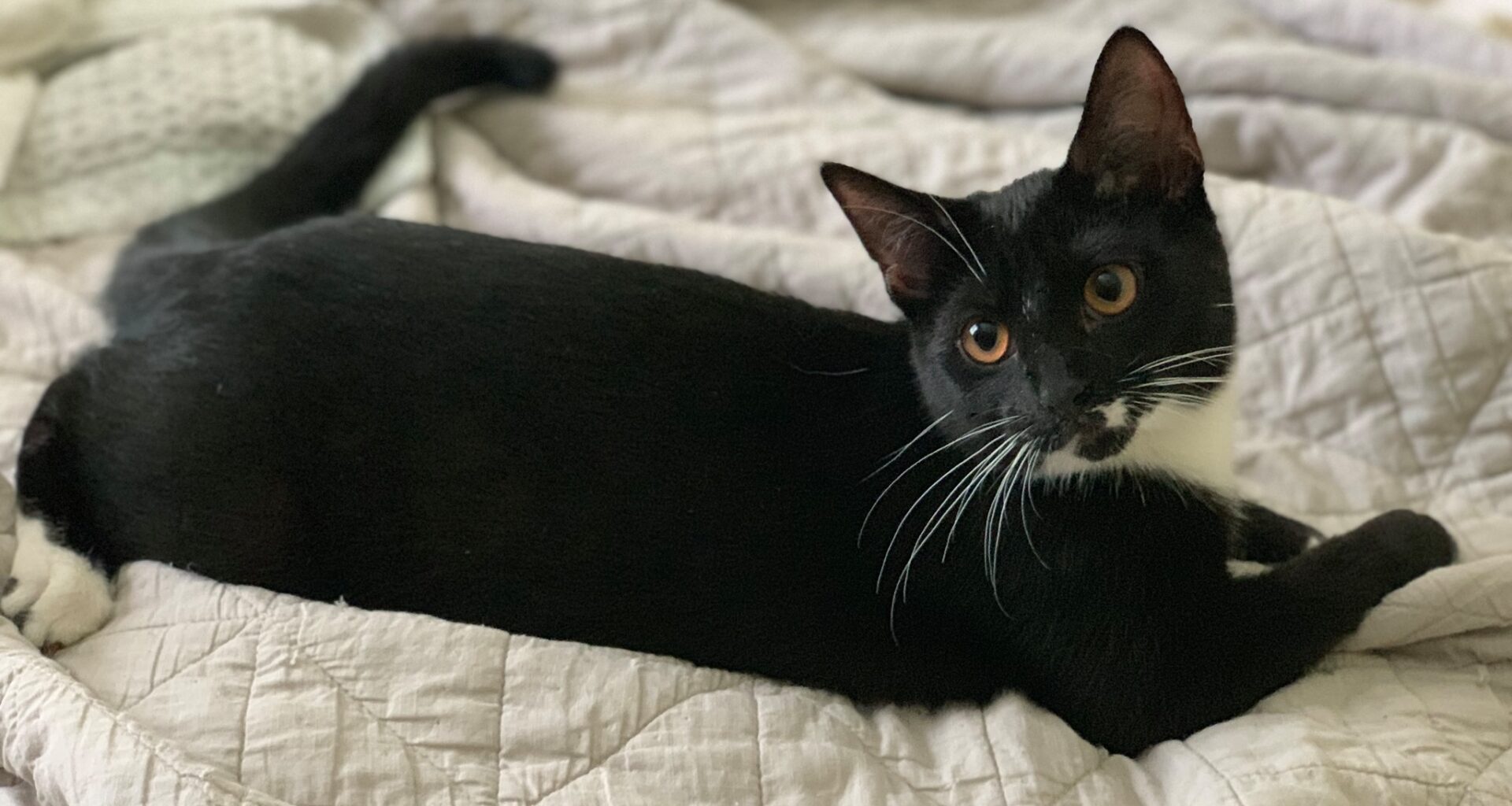 Liberation Cat House comes to Hourglass for tarot and yoga at Fortunes & Familiars