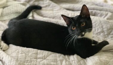 Liberation Cat House comes to Hourglass for tarot and yoga at Fortunes & Familiars