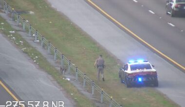 Pit bull found wandering on I-275 median in Tampa