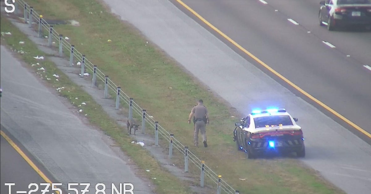 Pit bull found wandering on I-275 median in Tampa