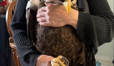 Local Raptor Center Is Bringing Its Puppet Show To Print