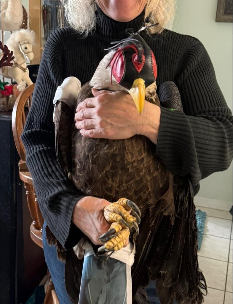 Local Raptor Center Is Bringing Its Puppet Show To Print