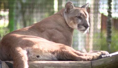 Conservation groups launch lawsuit to protect Florida Panther habitat from 10,000-acre development
